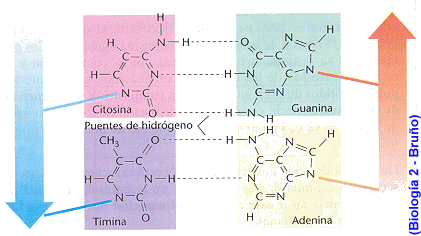 ADN